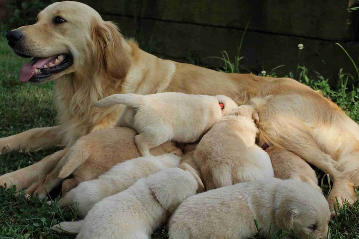 Arrow & Ahna's Golden Retriever Puppies breeder image 3