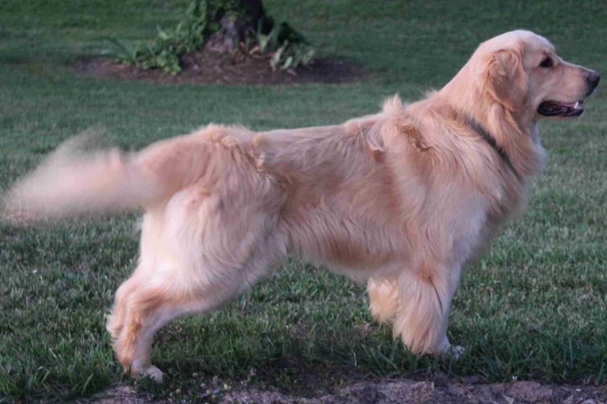 Arrow & Ahna's Golden Retriever Puppies breeder image 1
