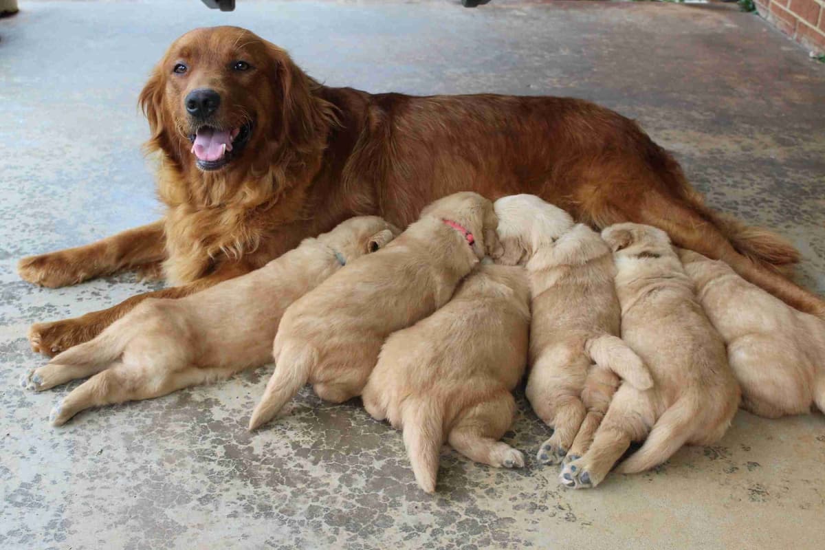 Arrow & Ahna's Golden Retriever Puppies breeder image 4