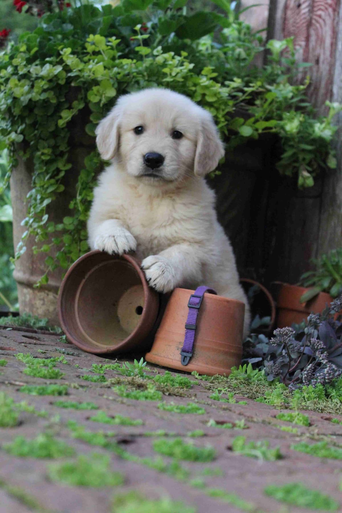 Arrow & Ahna's Golden Retriever Puppies breeder image 6