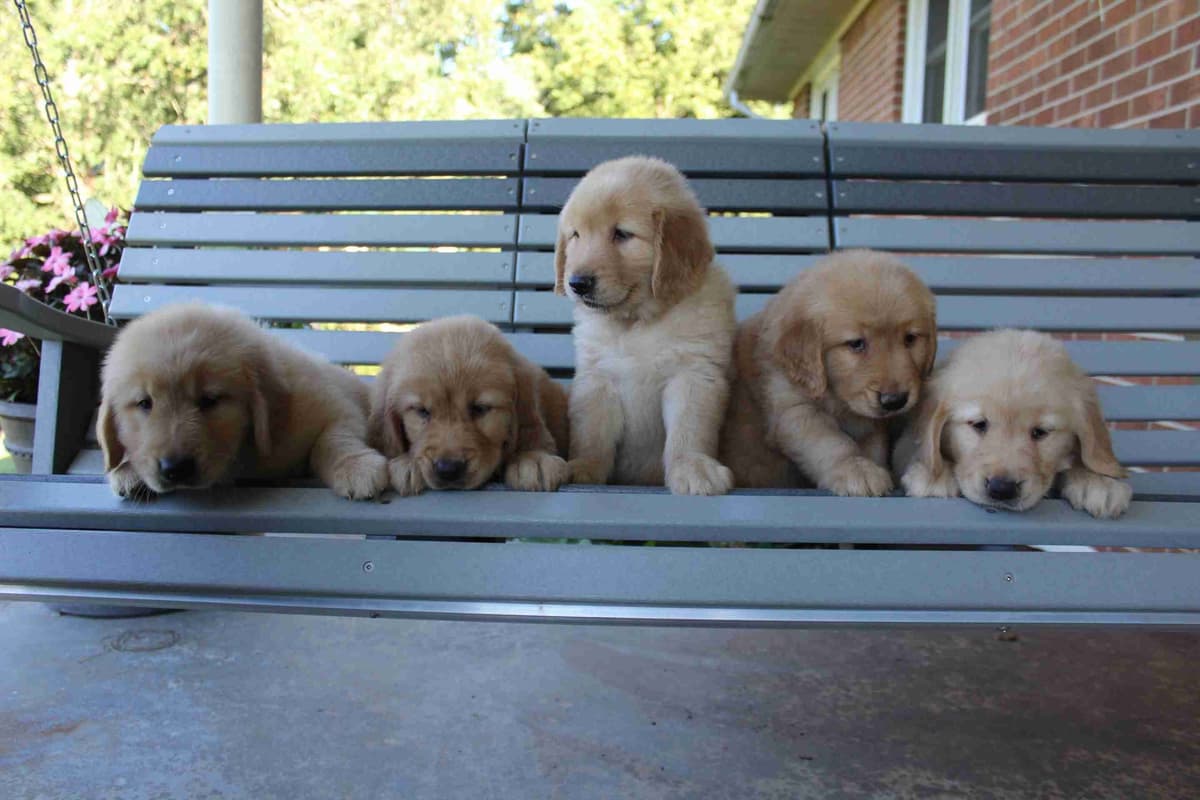 Arrow & Ahna's Golden Retriever Puppies breeder image 7