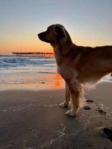 Arrow & Ahna's Golden Retriever Puppies breeder image 8