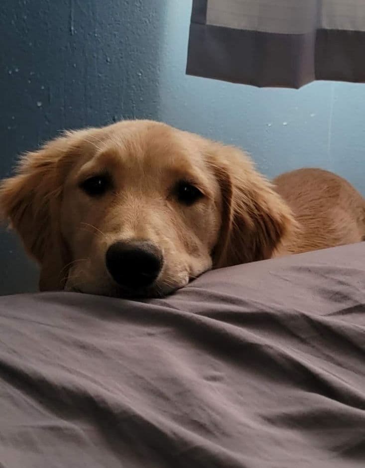 Arrow & Ahna's Golden Retriever Puppies breeder image 9