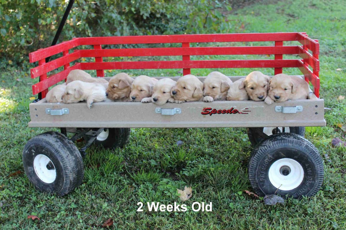 Arrow & Ahna's Golden Retriever Puppies breeder image 10