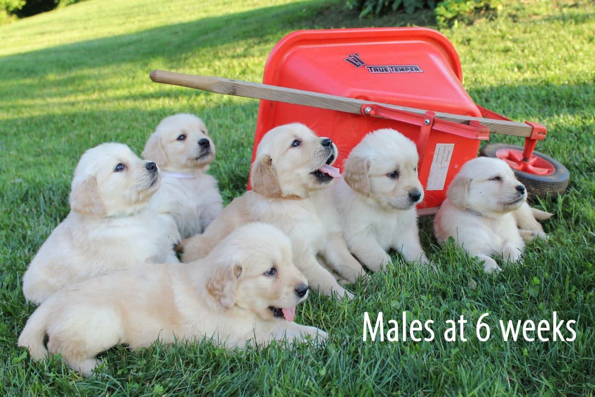 Arrow & Ahna's Golden Retriever Puppies breeder image 11