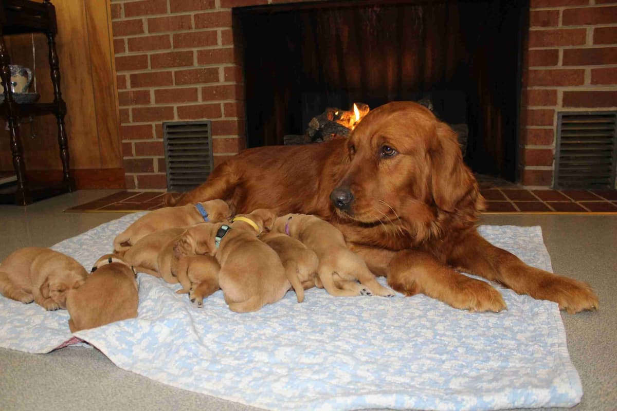 Arrow & Ahna's Golden Retriever Puppies breeder image 5