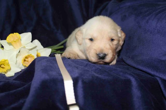 Arrow & Ahna's Golden Retriever Puppies media 2