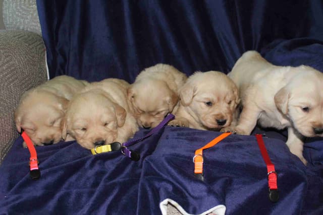 Arrow & Ahna's Golden Retriever Puppies media 3