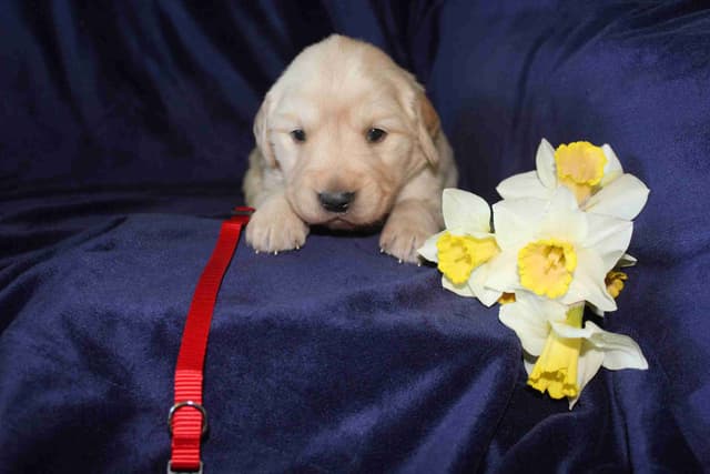 Arrow & Ahna's Golden Retriever Puppies media 4
