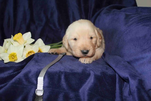 Arrow & Ahna's Golden Retriever Puppies media 5