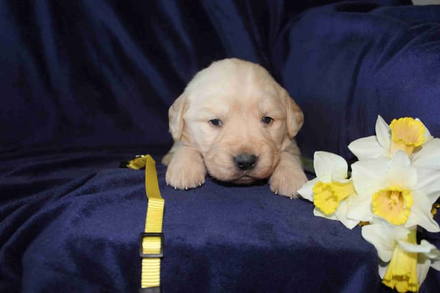 Arrow & Ahna's Golden Retriever Puppies media 6