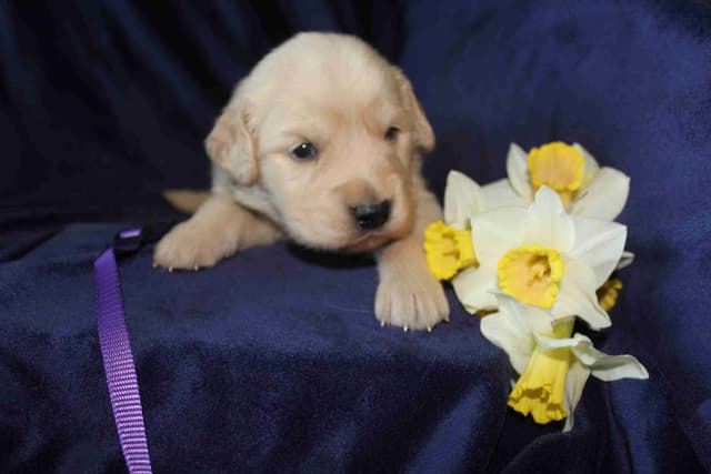 Arrow & Ahna's Golden Retriever Puppies media 8