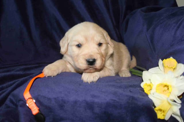 Arrow & Ahna's Golden Retriever Puppies media 9