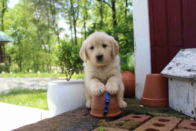Arrow & Ahna's Golden Retriever Puppies media 12