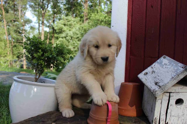 Arrow & Ahna's Golden Retriever Puppies media 13