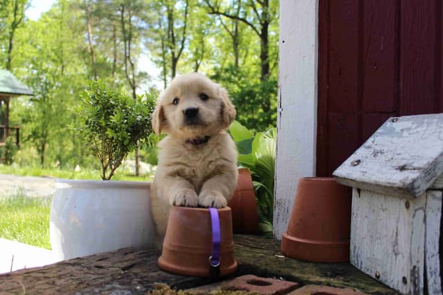 Arrow & Ahna's Golden Retriever Puppies media 14