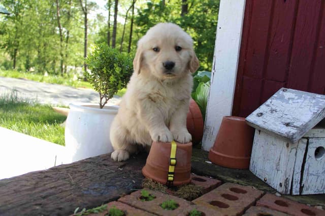 Arrow & Ahna's Golden Retriever Puppies media 15