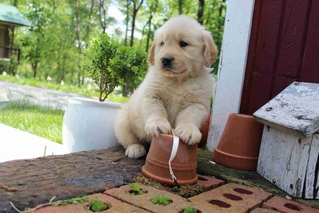 Arrow & Ahna's Golden Retriever Puppies media 17