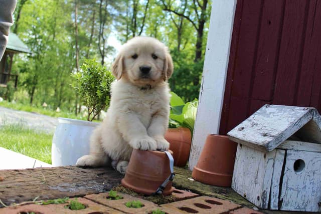 Arrow & Ahna's Golden Retriever Puppies media 18