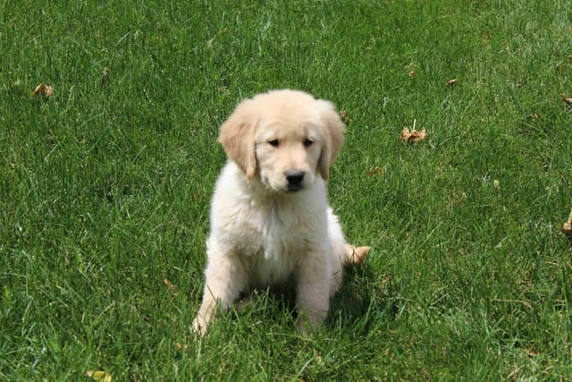 Arrow & Ahna's Golden Retriever Puppies media 20