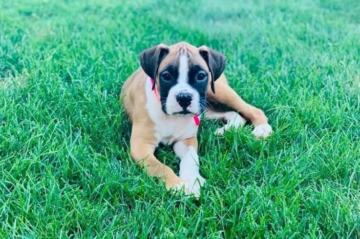 Boxer Puppies breeder image 8