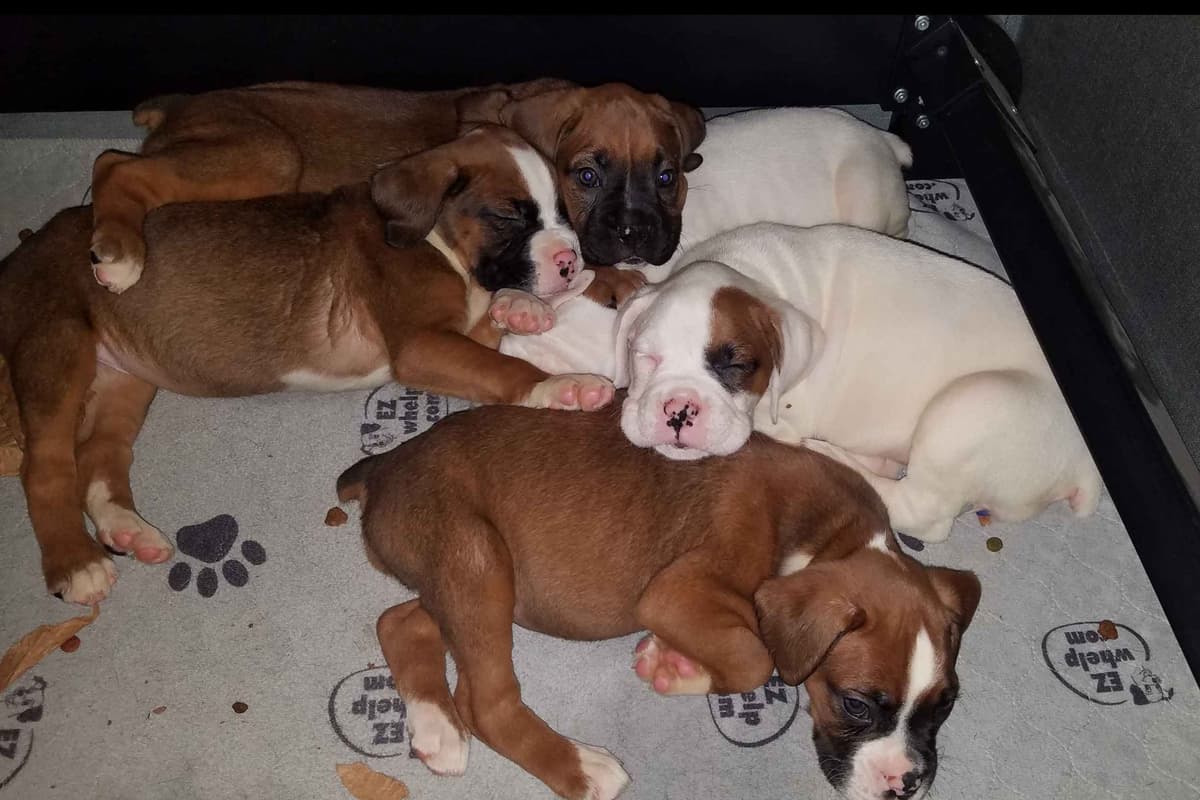 Boxer Puppies breeder image 6