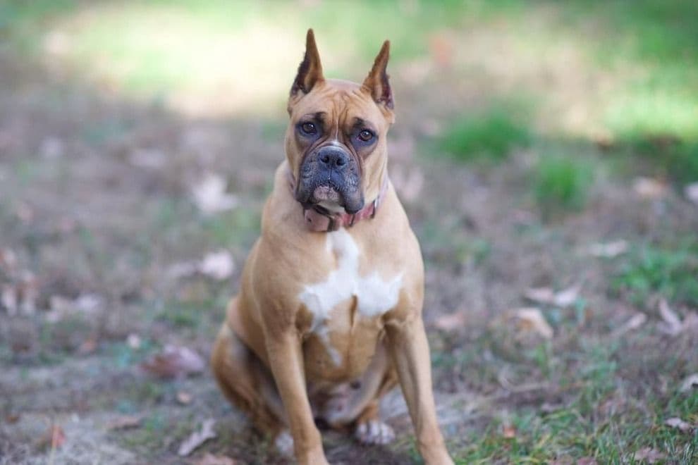 Boxer Puppies breeder image 13