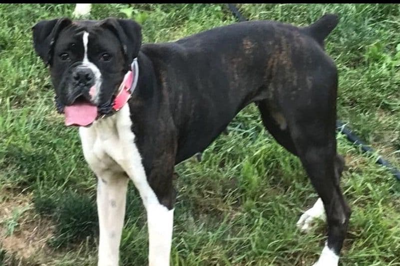 Boxer Puppies breeder image 15