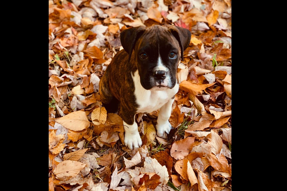 Boxer Puppies breeder image 7