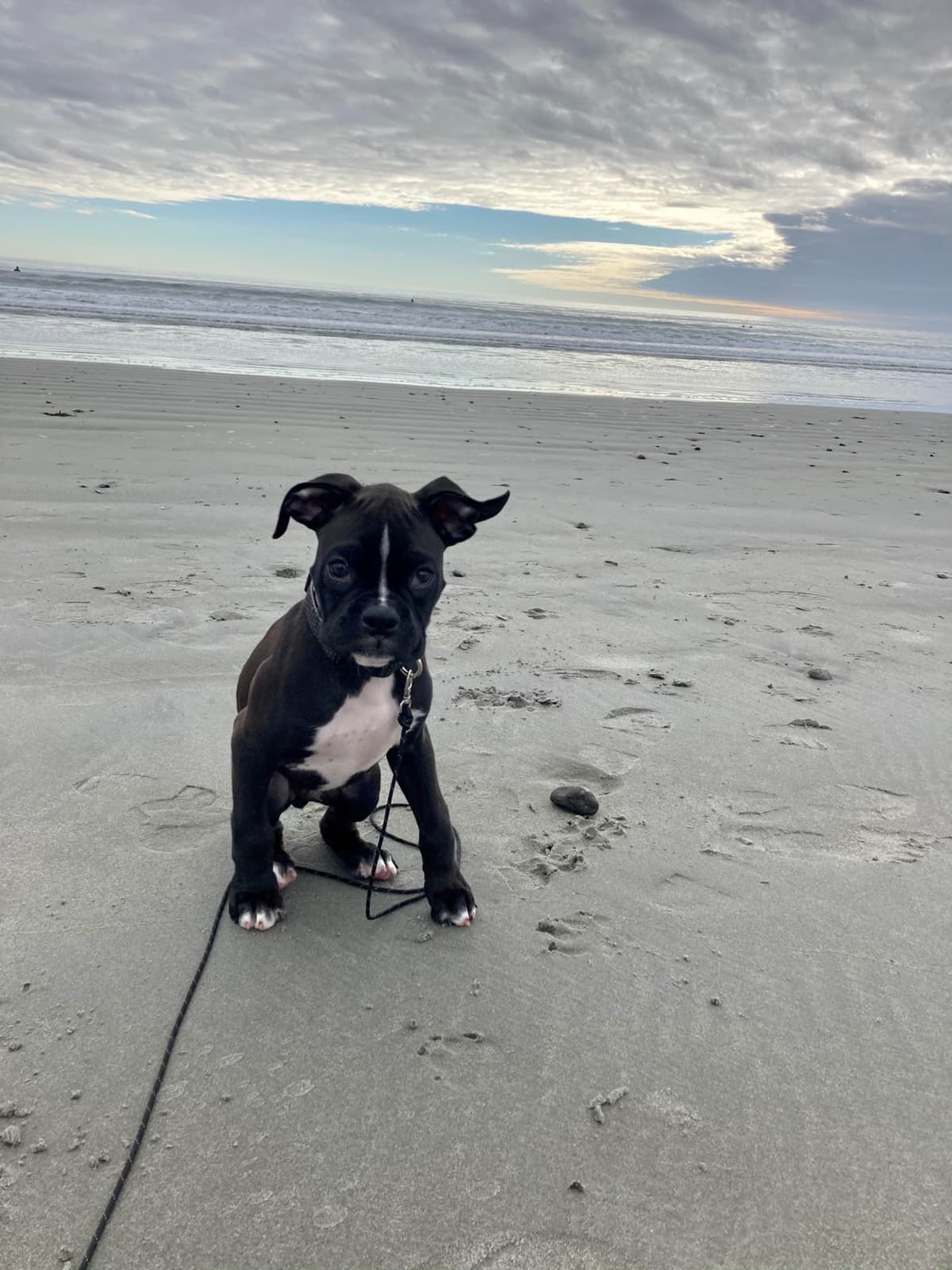 Boxer Puppies breeder image 10