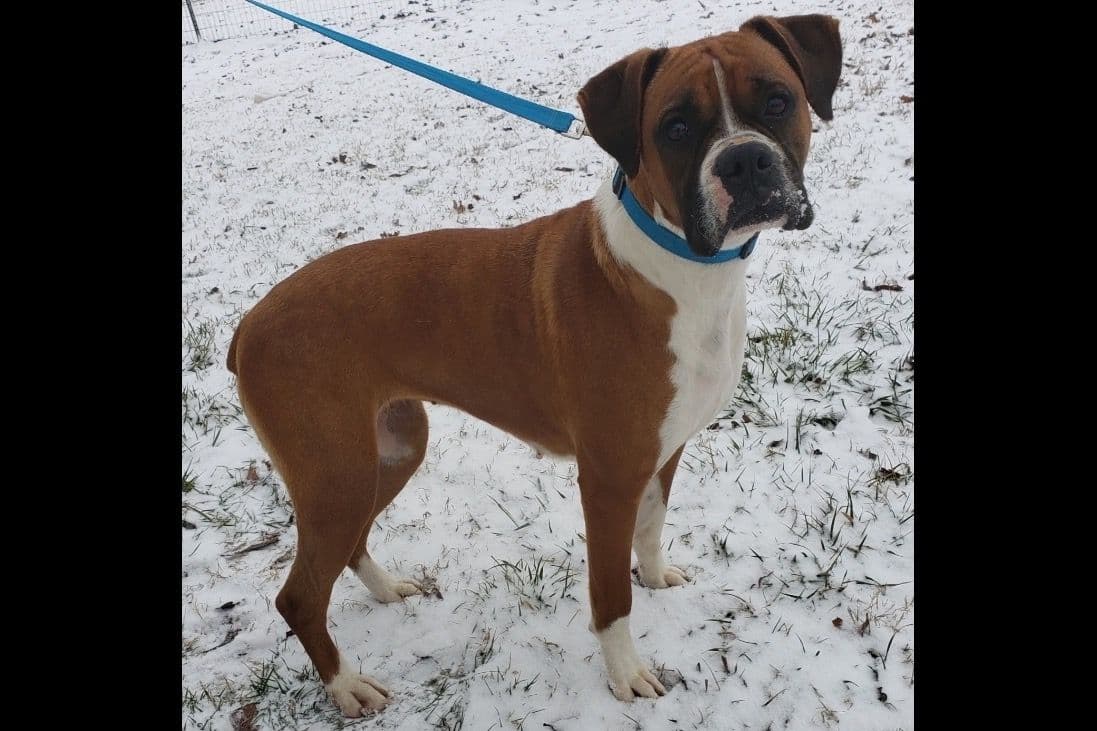 Boxer Puppies breeder image 14