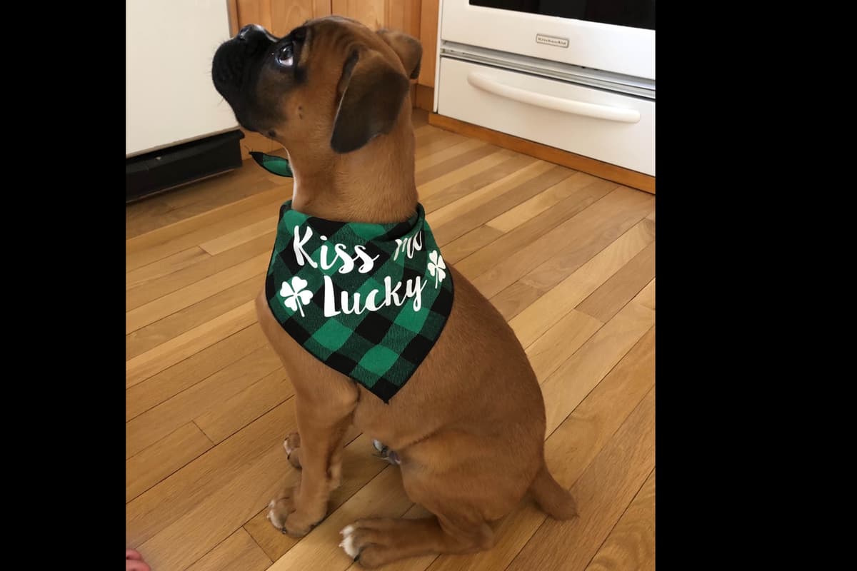 Boxer Puppies breeder image 18