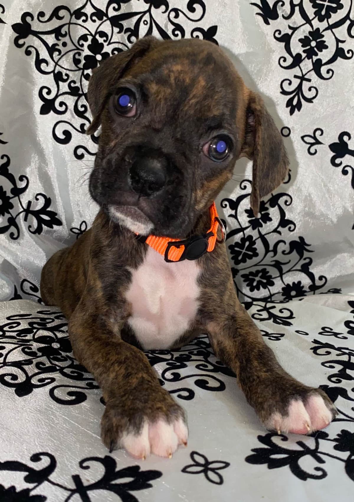Boxer Puppies breeder image 11