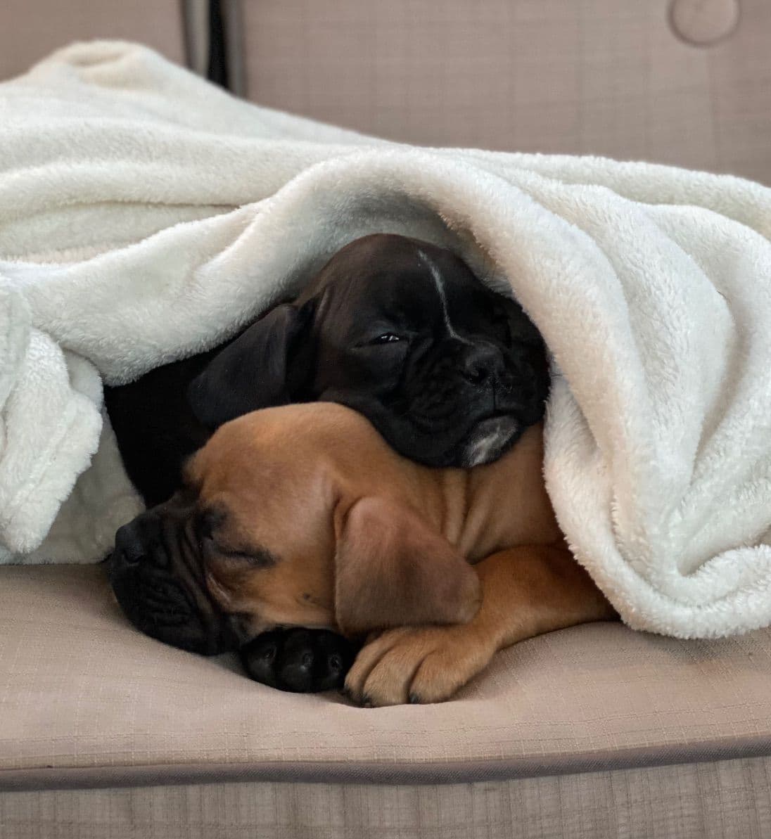 Boxer Puppies breeder image 3