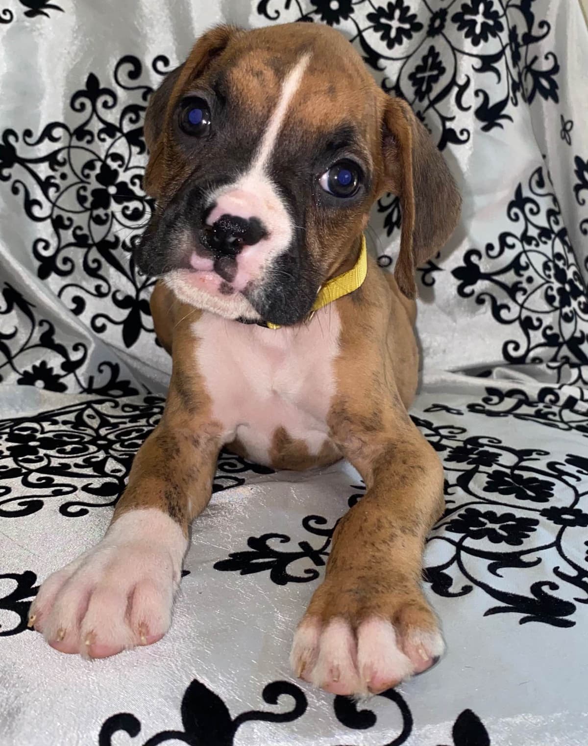 Boxer Puppies breeder image 12