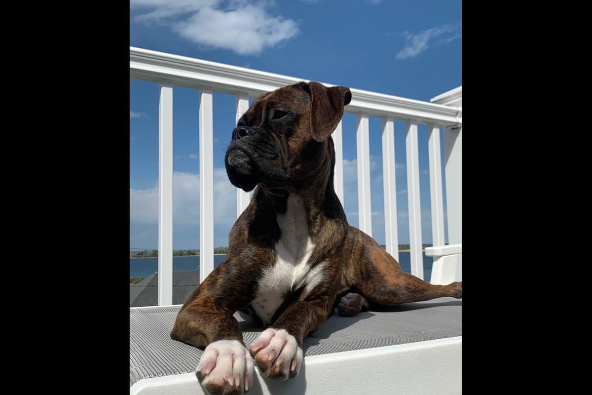 Boxer Puppies breeder image 21
