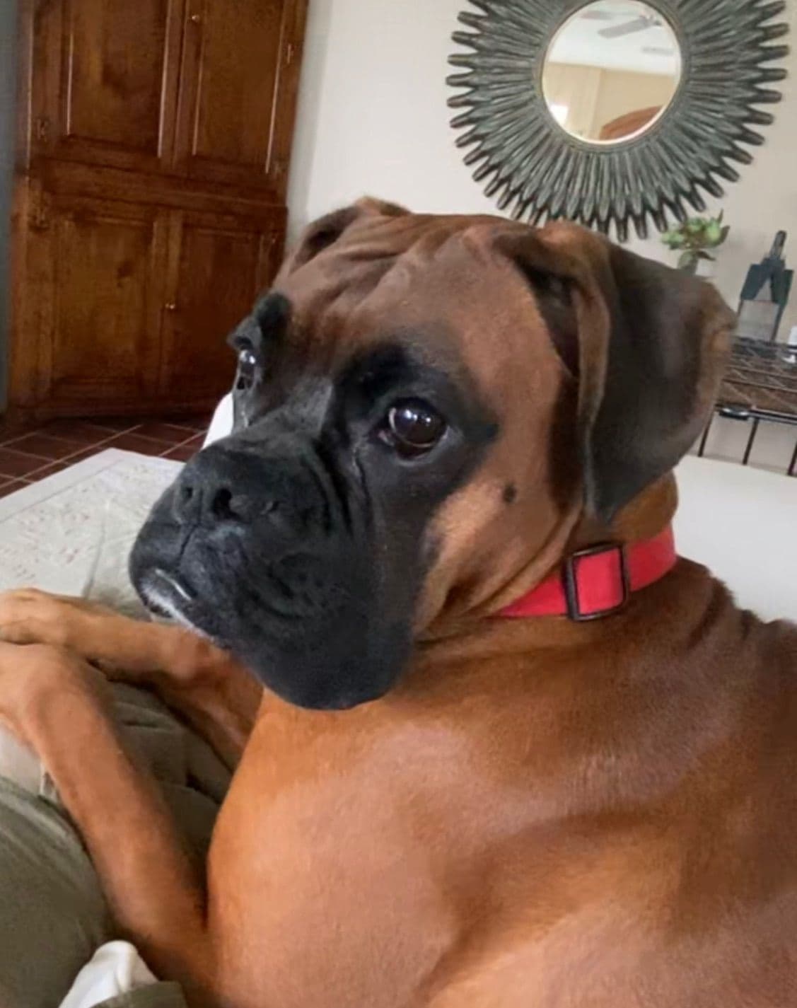 Boxer Puppies breeder image 17