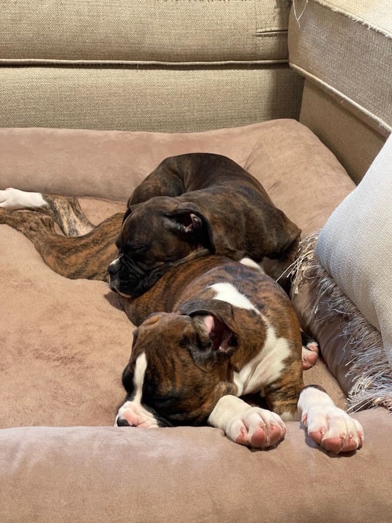 Boxer Puppies breeder image 4