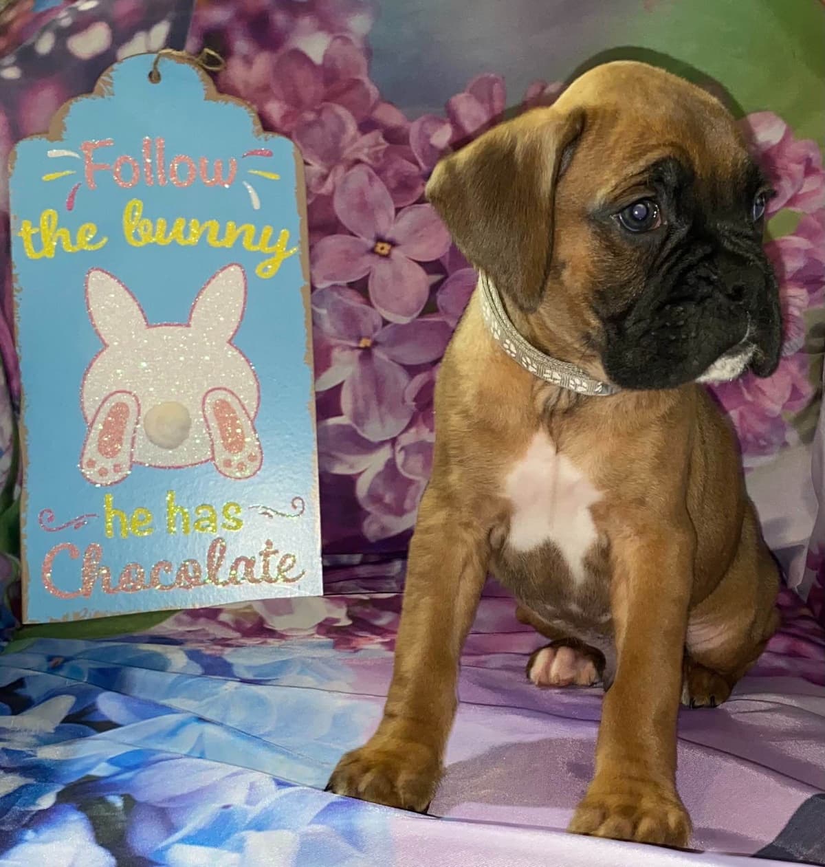 Boxer Puppies breeder image 16