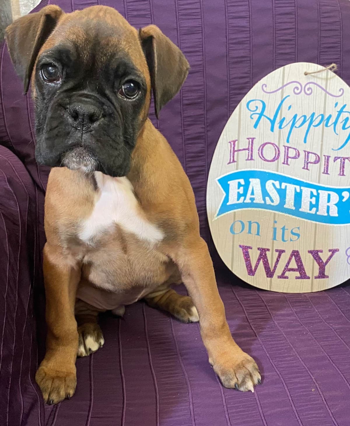 Boxer Puppies breeder image 1