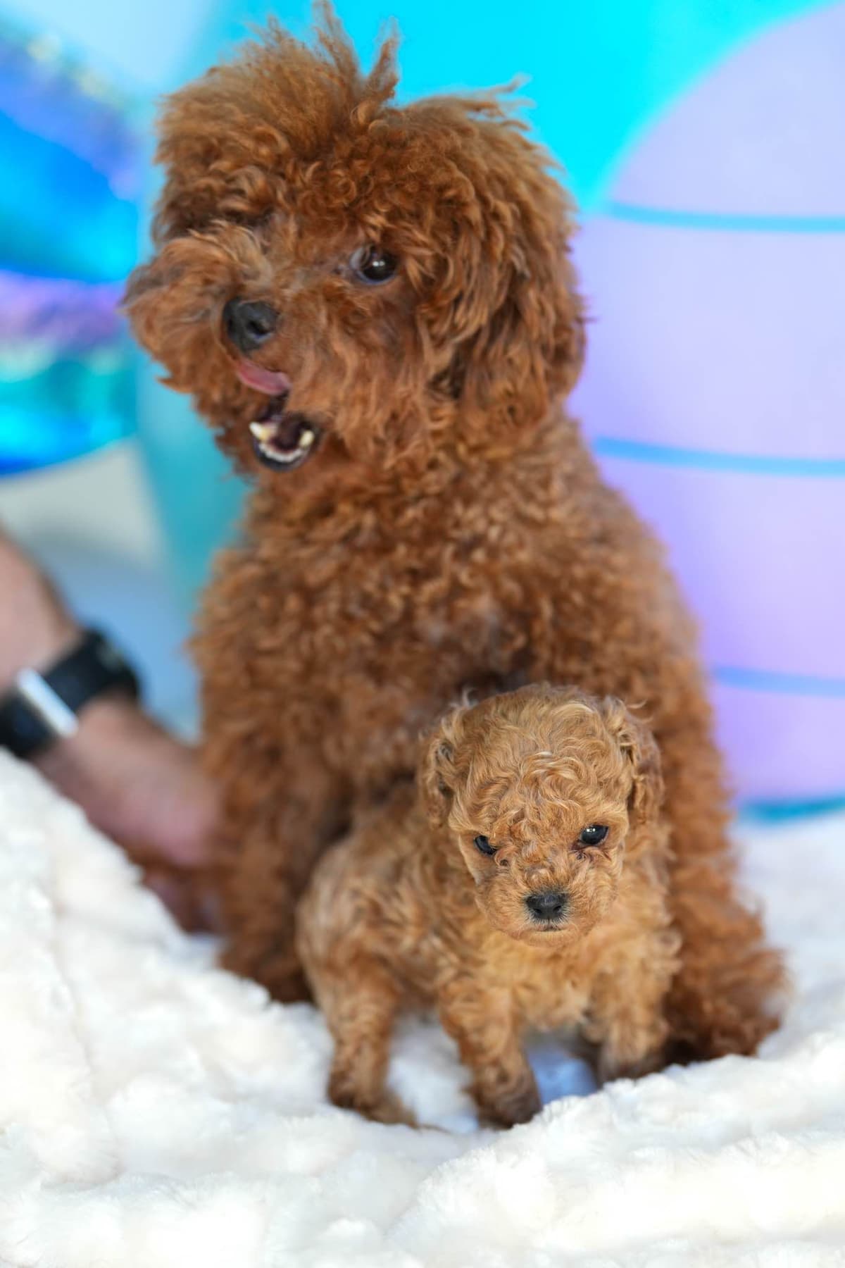 Small Toy Apricot Male Poodle Puppies 4-6lbs full grown breeder image 3