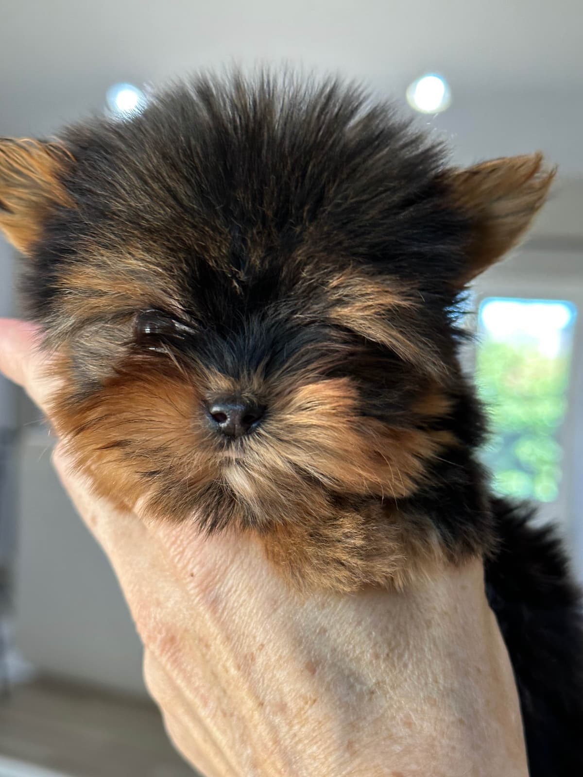 Small Toy Apricot Male Poodle Puppies 4-6lbs full grown breeder image 2