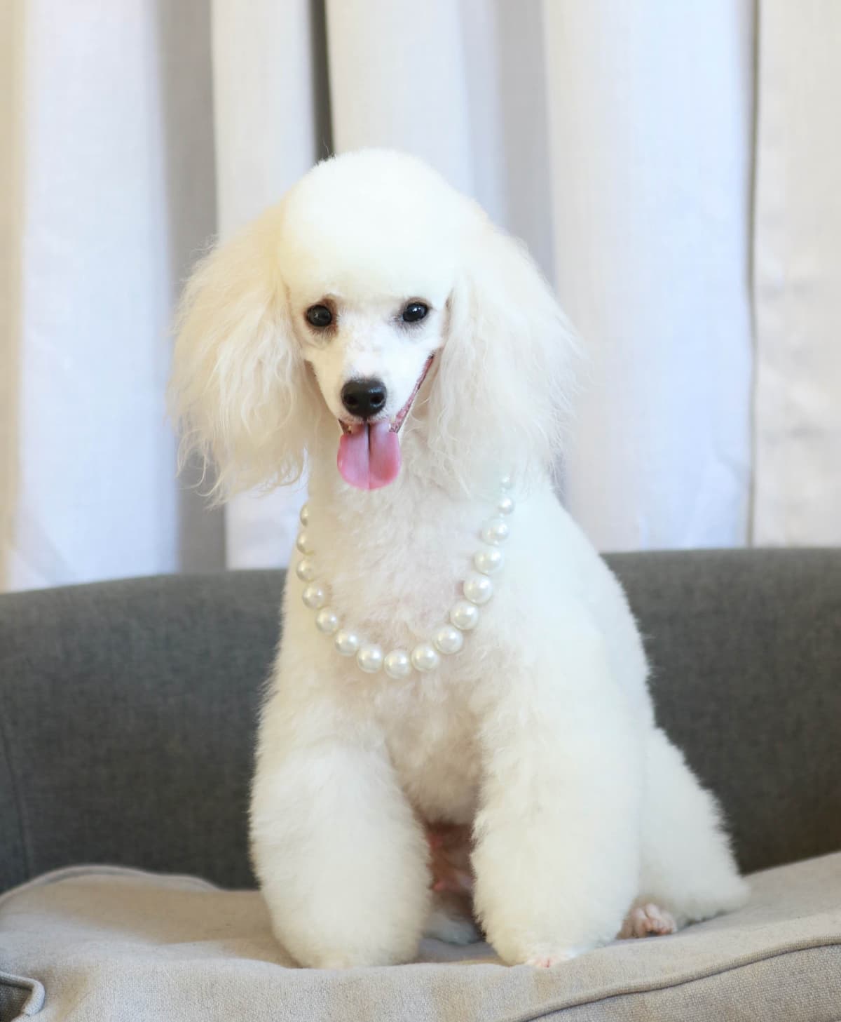 Small Toy Apricot Male Poodle Puppies 4-6lbs full grown breeder image 4