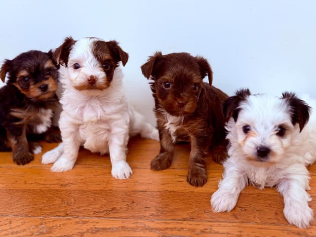 YorkiePup.com - Female Parti Yorkshire Terrier Puppies media 2