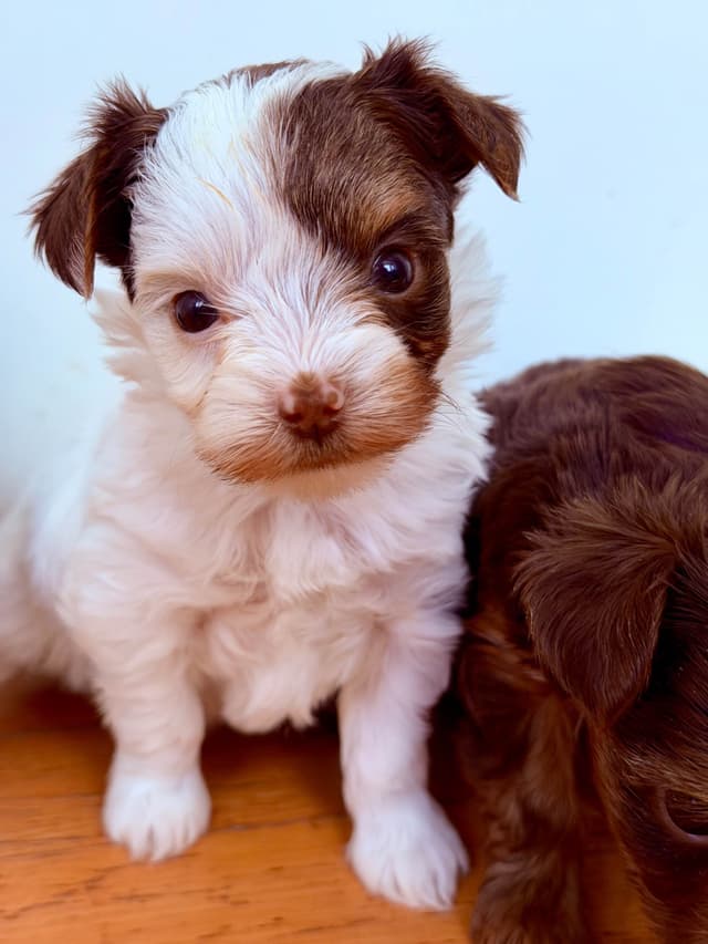 YorkiePup.com - Female Parti Yorkshire Terrier Puppies media 5