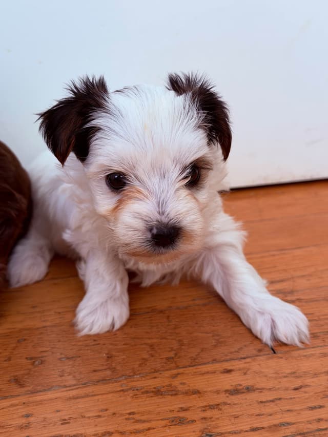 YorkiePup.com - Female Parti Yorkshire Terrier Puppies media 4