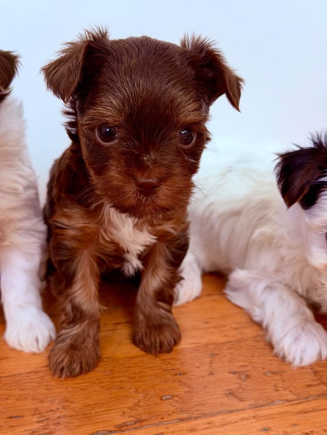 YorkiePup.com - Female Parti Yorkshire Terrier Puppies media 6
