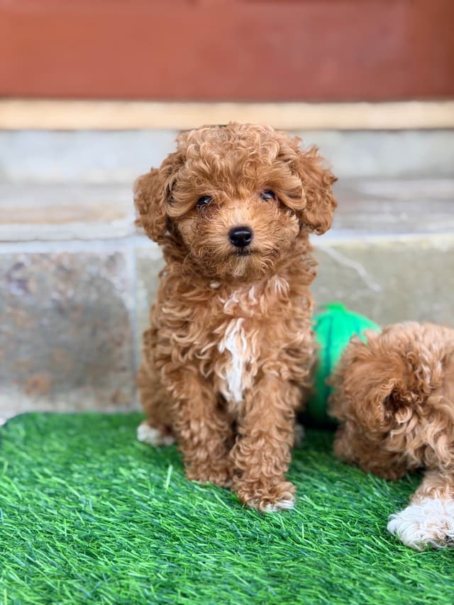 Small Toy Apricot Male Poodle Puppies 4-6lbs full grown media 2