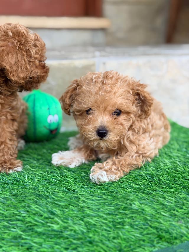 Small Toy Apricot Male Poodle Puppies 4-6lbs full grown media 3
