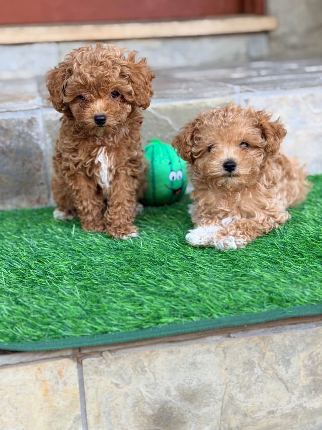 Small Toy Apricot Male Poodle Puppies 4-6lbs full grown media 4